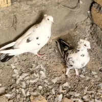 جفت کبوتر گلی|پرنده|مهر, |دیوار