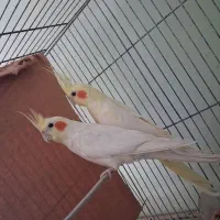 جفت عروس هلندی مولد تضمینی معاوضه