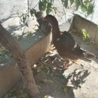 مرغ لاری افغان اصیل|حیوانات مزرعه|تاکستان, |دیوار