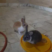 خرگوش|موش و خرگوش|بیرجند, |دیوار