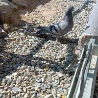 یه جفت سبز اصیل|پرنده|ریگان, |دیوار