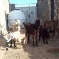 بز‌زایده