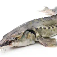 فروش ماهی ازون برون