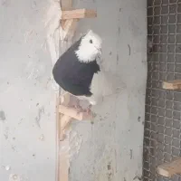 طوق سیاه نر عروسک