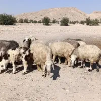 میش و شیشک بره داری اصل داشتی|حیوانات مزرعه|جره و بالاده, |دیوار