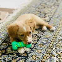 گلد جذاب|سگ|شیراز, نصر|دیوار