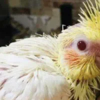 جوجه عروس هلندی سرلاکی