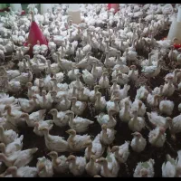 جوجه بوقلمون