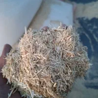 کاه گندم مختاران