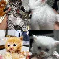 گربه پرشین سفید