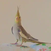 عروس هلندی جفت|پرنده|فولادشهر, C2|دیوار