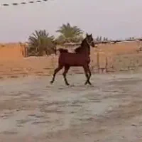 اسب عرب خالص ایرانی خوزستان|اسب و تجهیزات اسب‌سواری|تهران, آهنگ|دیوار