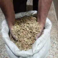 باقلا خشک امسال