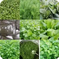 سبزی خورشتی تمیز وخوش طمع