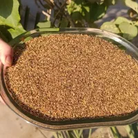 کنجد تازه بوجاری شده|خوردنی و آشامیدنی|وحدتیه, |دیوار