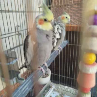 ی جفت عروس هلندی تخم گذار قیمت توافقی|پرنده|بهبهان, |دیوار