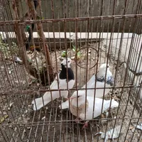 طوقی سرور|پرنده|قم, چهار مردان|دیوار