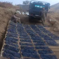 باعرض سلام فروش دوشاب آنگورسیاه سردشت|خوردنی و آشامیدنی|سردشت, |دیوار