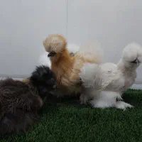 جوجه مرغ خروس ابریشمی به صورت جفت|حیوانات مزرعه|کرمانشاه, |دیوار