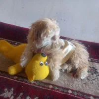 فروش سگ آپارتمانی بسیار آرام وشیرین|سگ|سبزوار, امام خمینی (ناوی)|دیوار