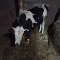 یک راس گوساله نر و گاو ابستن|حیوانات مزرعه|ماهنشان, |دیوار