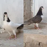 کبوتر خالدم نر