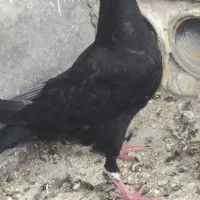 کبوتر زاغ کرمانی