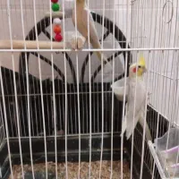 عروس هلندی|پرنده|بیرجند, |دیوار