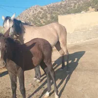 سلام  ماده هست