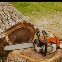 خرید وبرش دست مزد انواع درخت وچوب صنوبر بید و میوه