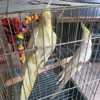 عروس هلندی لوتینو|پرنده|شیراز, عفیف‌آباد|دیوار