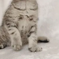 گربه