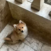 سگ پامر ، ماده