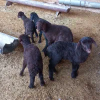 بره شیری اصیل افشاریان اماده