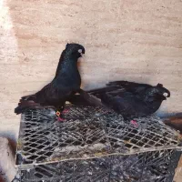 زاغ اصل آبادانی