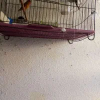فروش ماده سهره وماده قناری