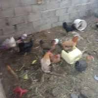 مرغ غرب|حیوانات مزرعه|آبادان, |دیوار