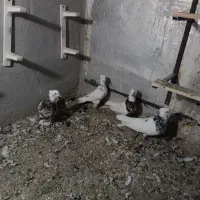 کبوتر طوقی|پرنده|پرند, فاز ۳|دیوار