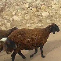 میش آبستن ۳۰ عدد ۴ماه ابستن همه جهال و شیره دار|حیوانات مزرعه|پلدختر, |دیوار