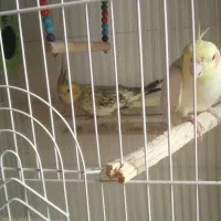 عروس هلندی. سخنگو