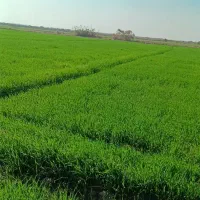 زمین کشاورزی واقع در شادگان