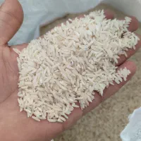 برنج طارم هاشمی|خوردنی و آشامیدنی|گمیشان, |دیوار