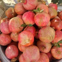 انار ملس و شیرینِ آبدار ابرکوه