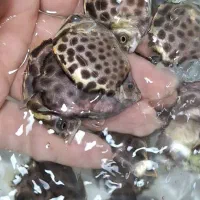 اسکات سبز یا گیرین اسکات