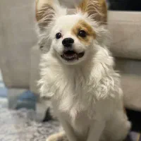 واگذاری رایگان سگ ۷ماهه