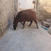 گوسفند آبستن داشتی درجه یک|حیوانات مزرعه|بندر ماهشهر, |دیوار