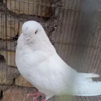 سفید چشم زرد
