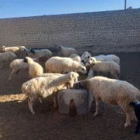 میش وکاور|حیوانات مزرعه|شهرآباد, |دیوار