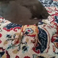 مرغ مینا گمشده