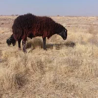 قوچ افشار قره قزل ، بره نر ، پرواری، مال داشتی|حیوانات مزرعه|بختگان, |دیوار